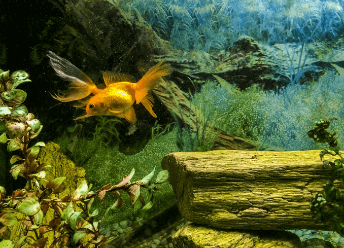 Driftwood ใน Tank