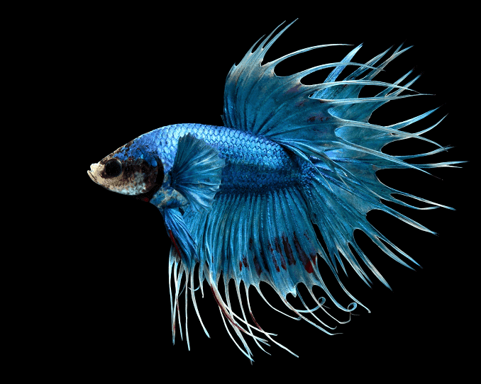 ภาพรวมของ Bettas