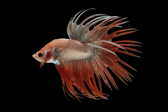 การผสมพันธุ์ Bettas