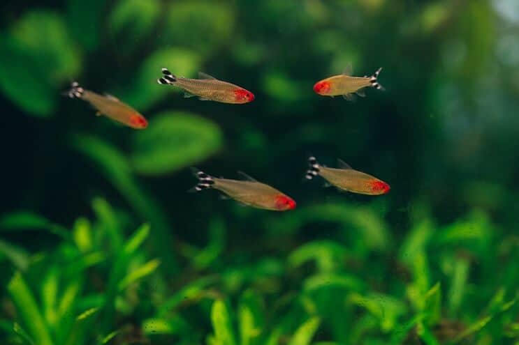 เพื่อนร่วมรถถัง Tetra จมูกรัมมี่