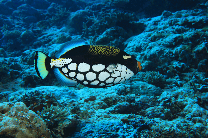 ตัวตลก Triggerfish