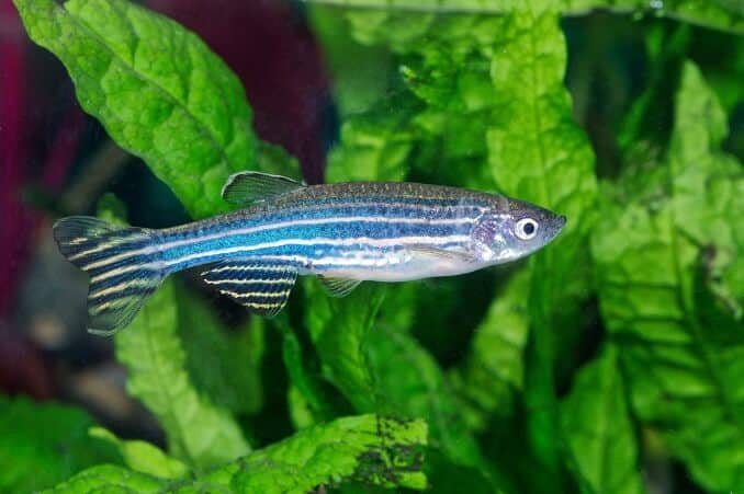 ม้าลาย (Danio)