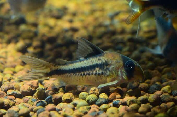 ปลาดุก Corydoras