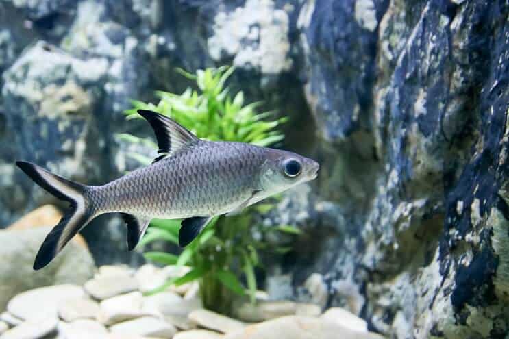 Bala Shark ว่ายน้ำ
