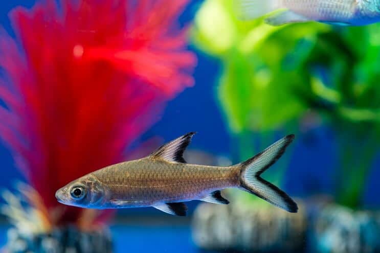 เงื่อนไข Bala Shark Tank