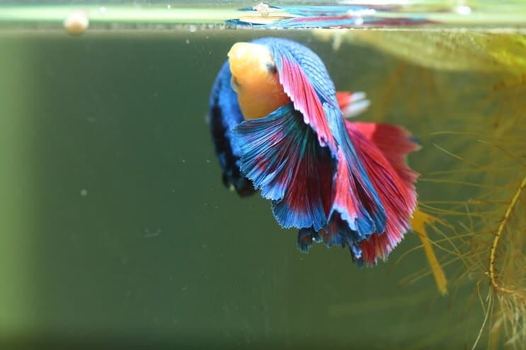 Bettas Breeding เพิ่มเติม