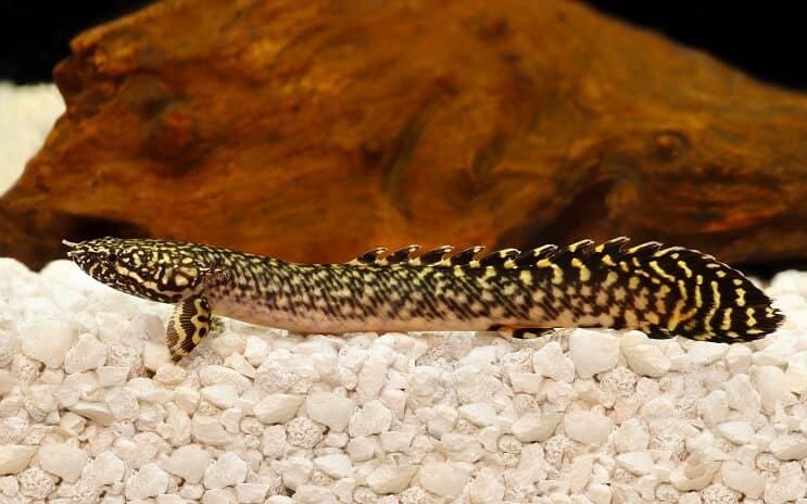 หรูหรา Bichir