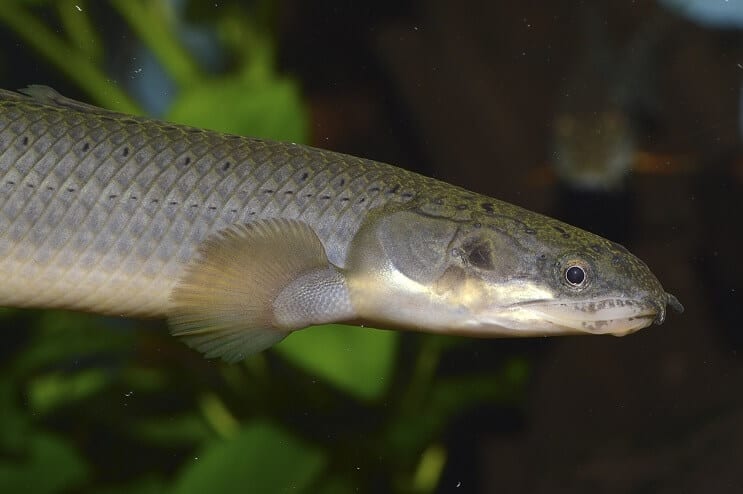 เซเนกัล Bichir