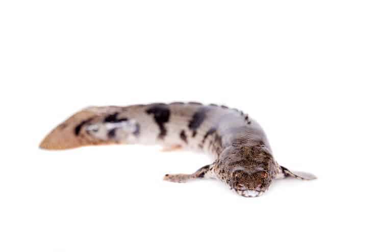อาน Bichir