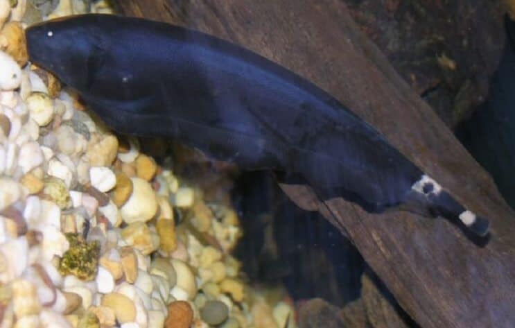 Black Ghost Knifefish บนพื้นผิว