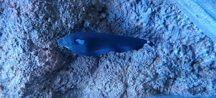 Ghost Knifefish ว่ายน้ำ