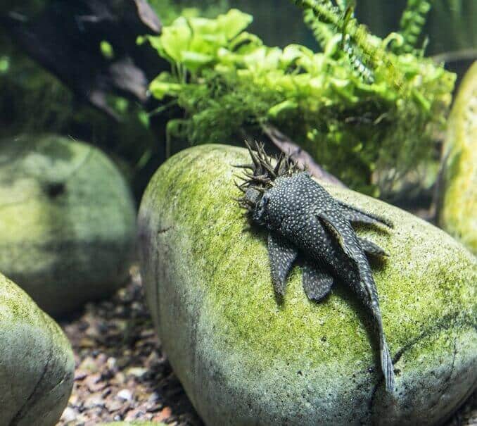 ลักษณะ Bristlenose Pleco