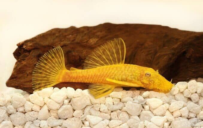 Ancistrus ทองคำ