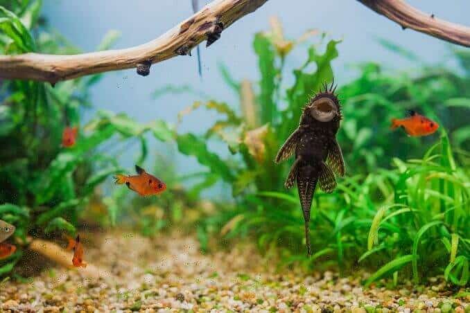 ชาย Bristlenose Pleco