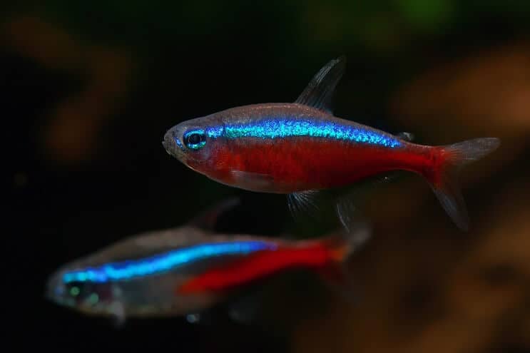 Cardinal Tetra Tank เพื่อน