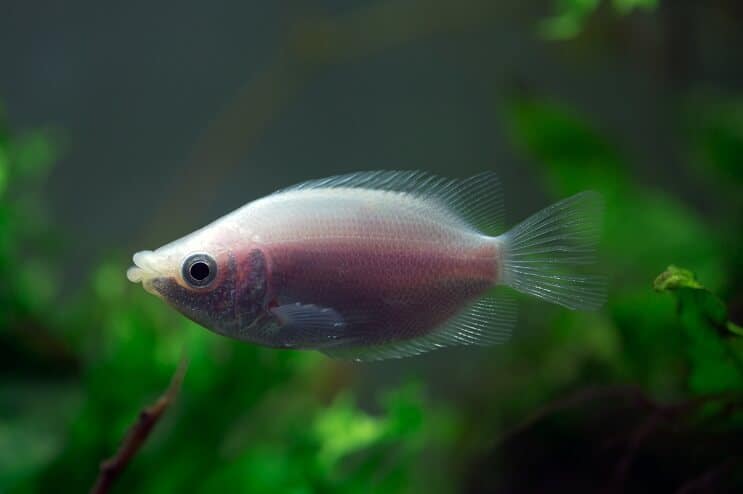 Kissing Gourami Tank เพื่อน