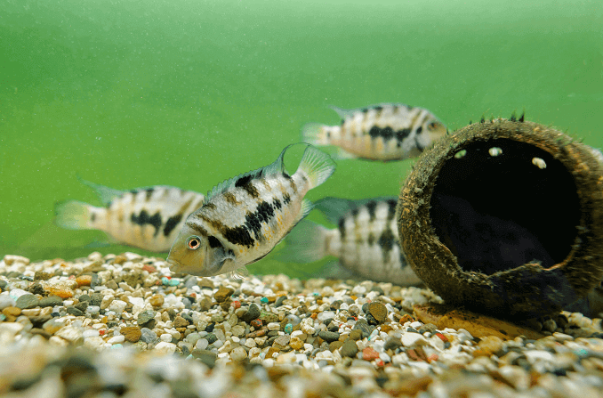 กลุ่ม Convict Cichlid