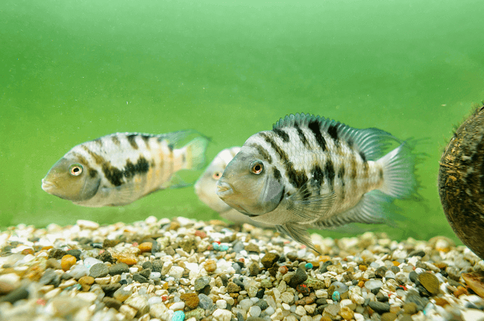 ชายและหญิง Convict Cichlid