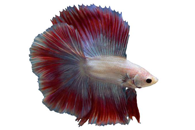 ข้อกำหนด Betta Tank