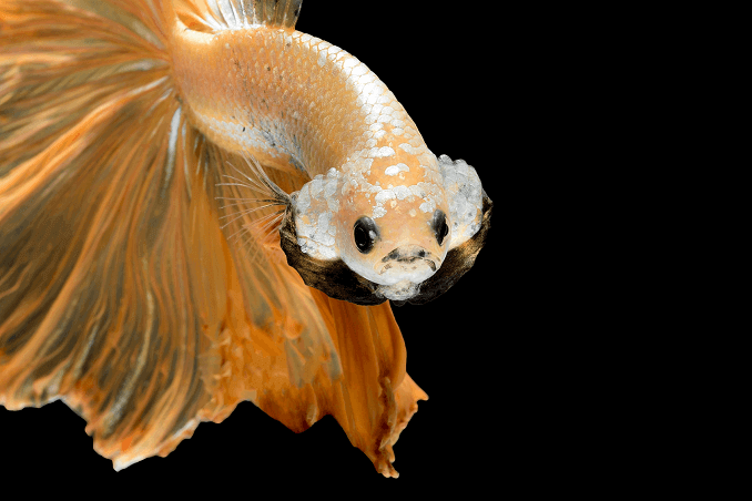 ลักษณะ Crowntail Betta