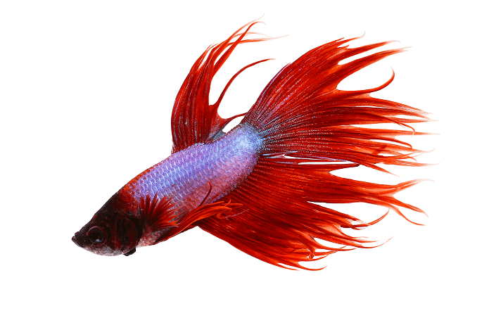 พฤติกรรม Crowntail Betta