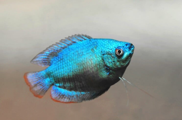 การปรากฏตัวของ Dwarf Gourami