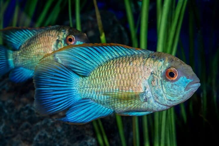 รูปลักษณ์ Electric Blue Acara