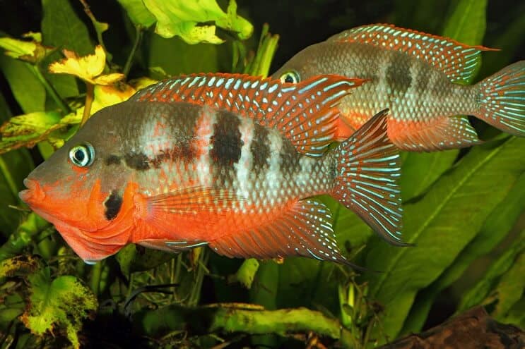 Firemouth Cichlid ตัวผู้และตัวเมีย