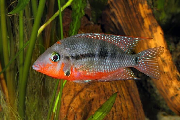 Firemouth Cichlid ว่ายน้ำ