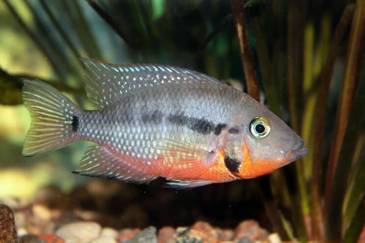 การให้อาหารปลาหมอสี Firemouth