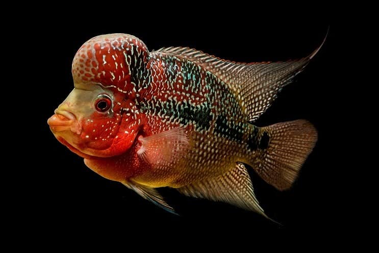 การปรากฏตัวของ Flowerhorn Cichlid