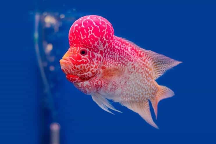 ภาพรวม Flowerhorn Cichlid
