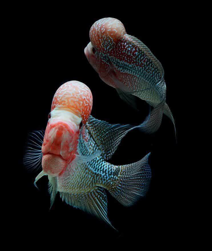 Flowerhorn Cichlid Tank เพื่อน