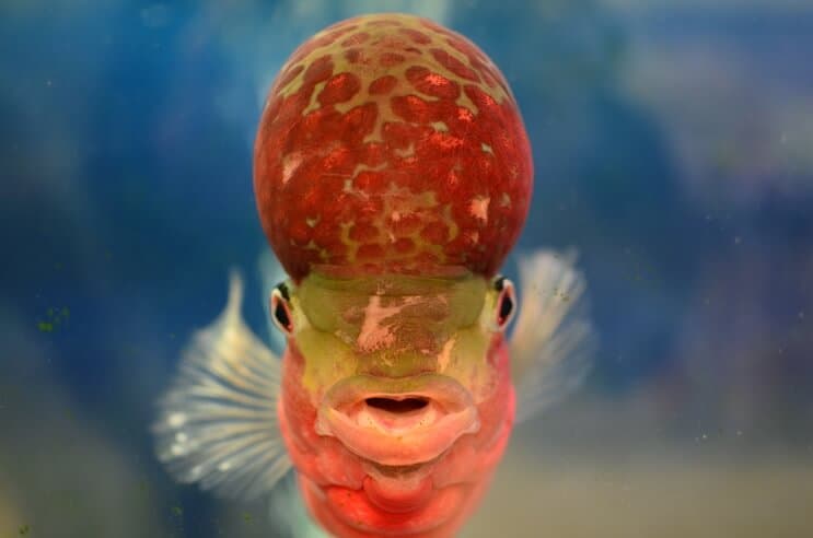 Flowerhorn Cichlid จากด้านหน้า