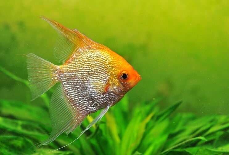 ทอง Angelfish