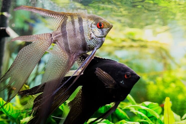 ที่อยู่อาศัยของ Angelfish
