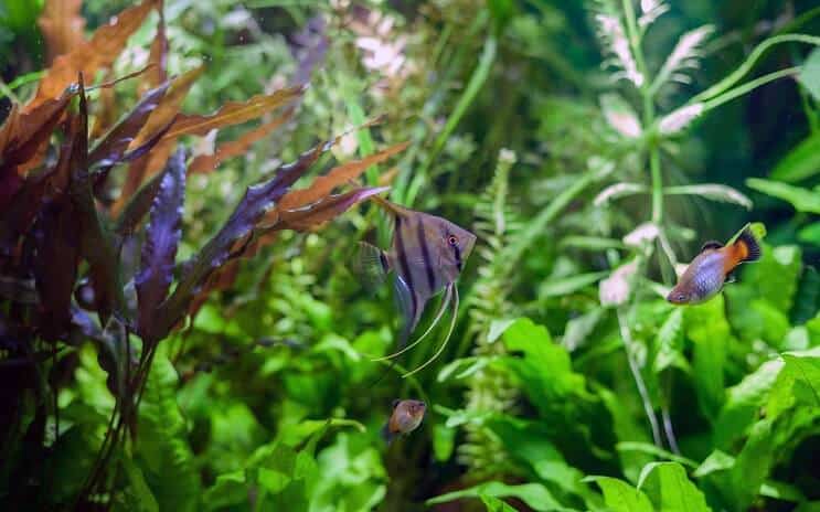 เพื่อนถัง Angelfish