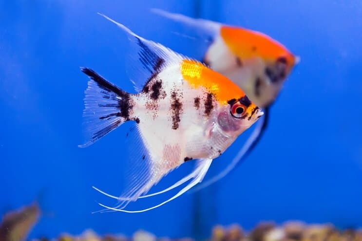 ก้อย Angelfish