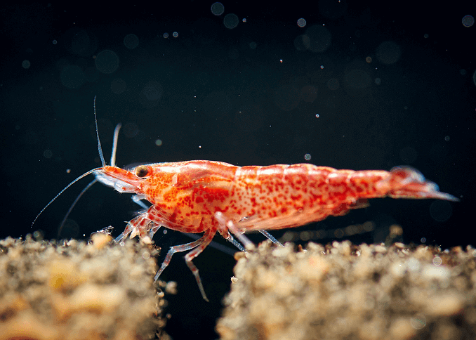 กุ้งเชอร์รี่