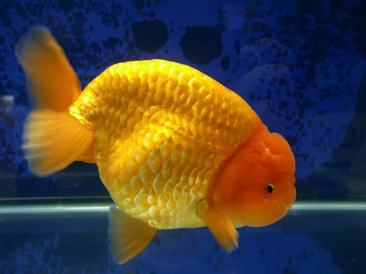 ปลาทอง Ranchu