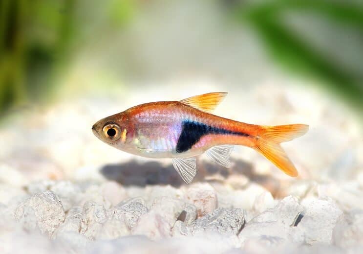 ลักษณะ Harlequin Rasbora