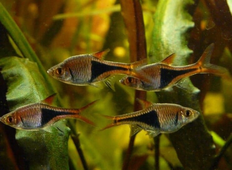 สภาพรถถัง Harlequin Rasbora