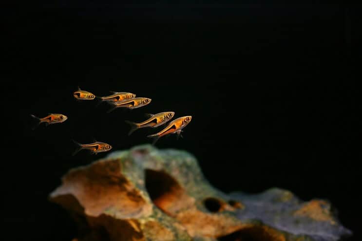 เพื่อนร่วมรถถัง Harlequin Rasbora