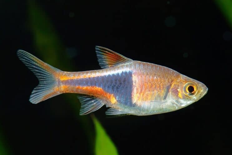การดูแล Harlequin Rasbora