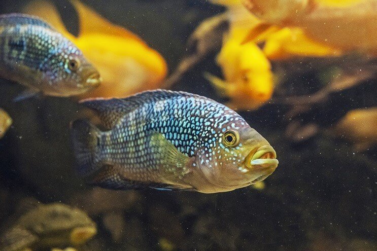 ลักษณะของปลา Jack Dempsey