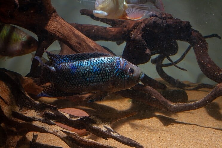 เงื่อนไขรถถัง Jack Dempsey