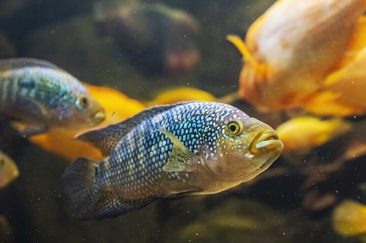 ปลา Jack Dempsey สองตัว