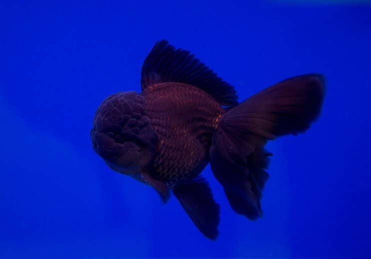 ปลาทอง Black Oranda