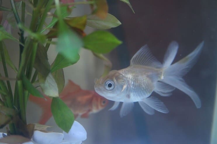 ปลาทอง Blue Oranda