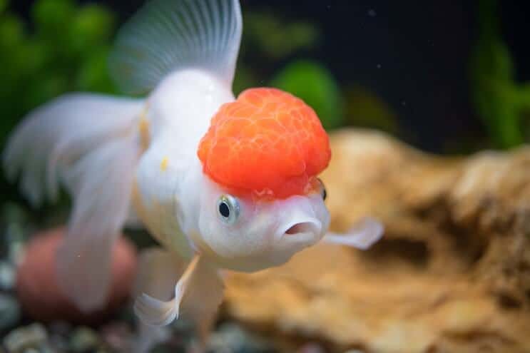 การดูแลปลาทอง Oranda